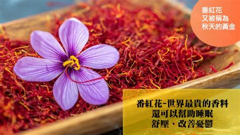 番紅花禁忌|醫砭 » 常用中藥 » 藏紅花